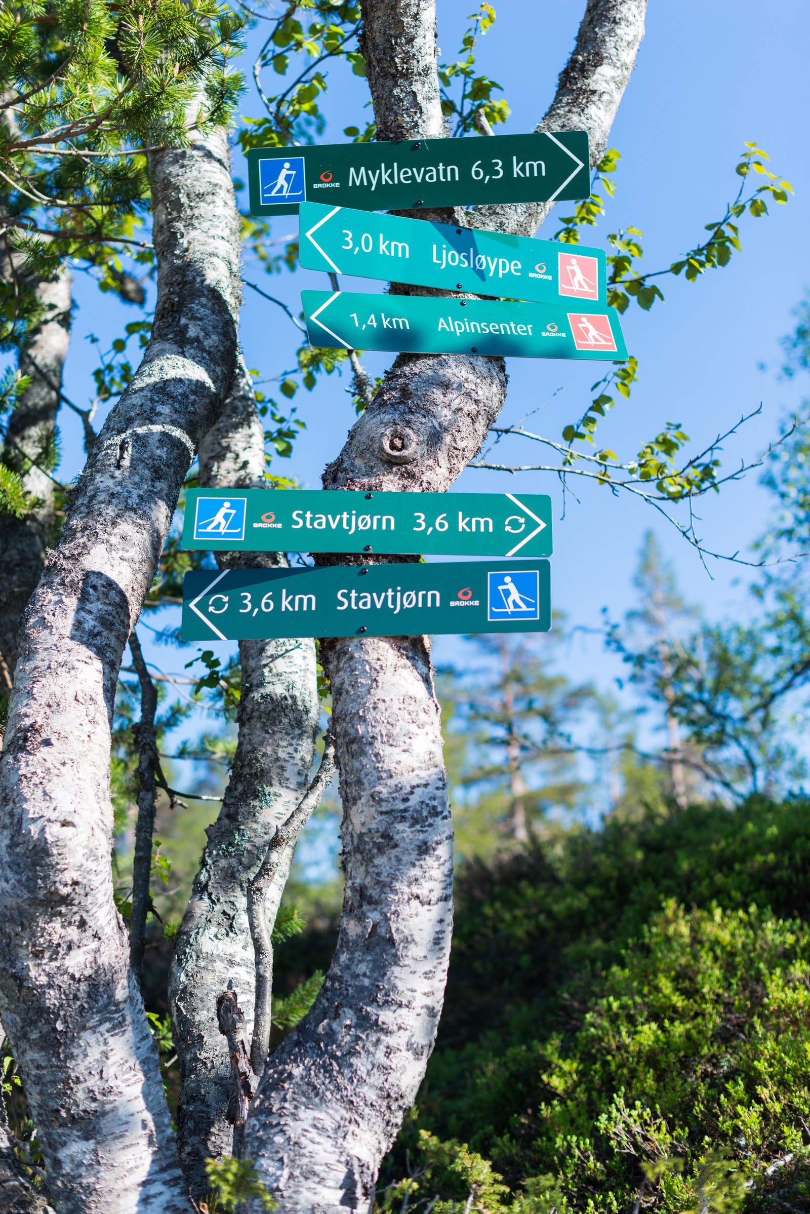 Turløyper i Brokke Galleribilde