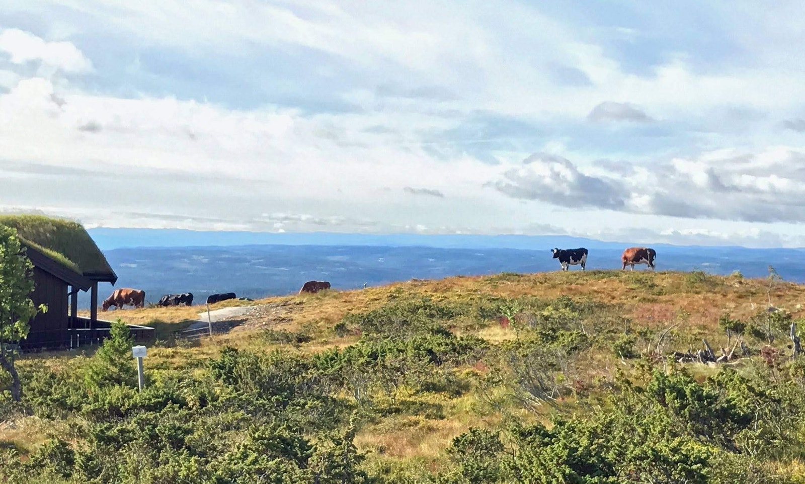 Kuene på Ølnesseter har blant landets beste utsikt. Må bli god mjølk av det! ;) Galleribilde