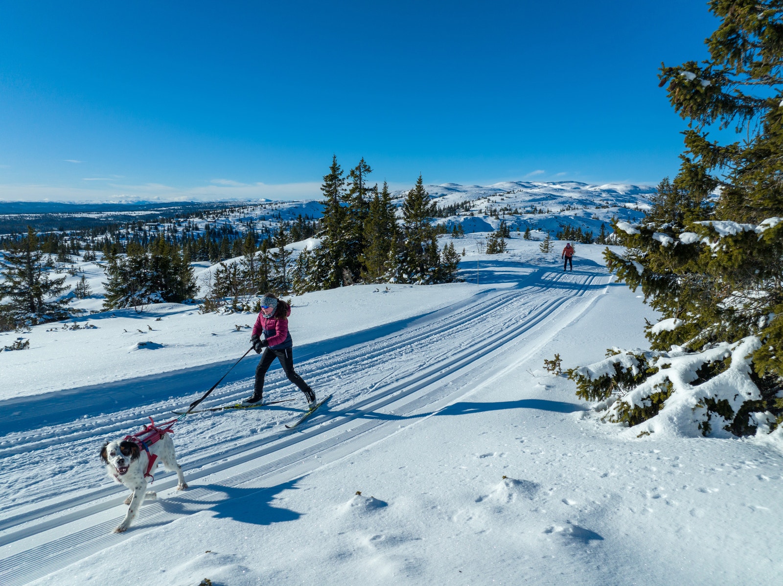 Fantastisk skiterreng for både tobeinte og firbeinte Galleribilde