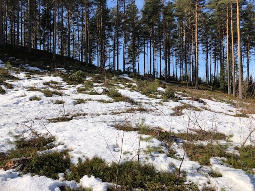 skinnes 1 Galleribilde