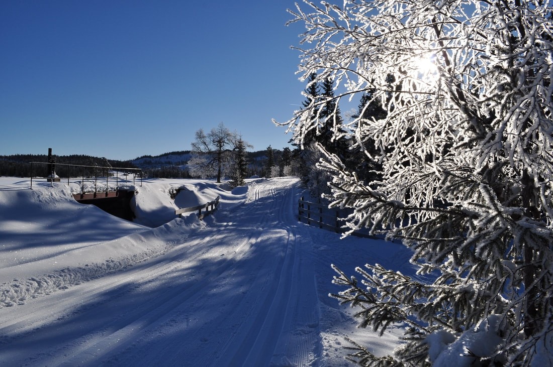 Idylliske Svanstul Galleribilde