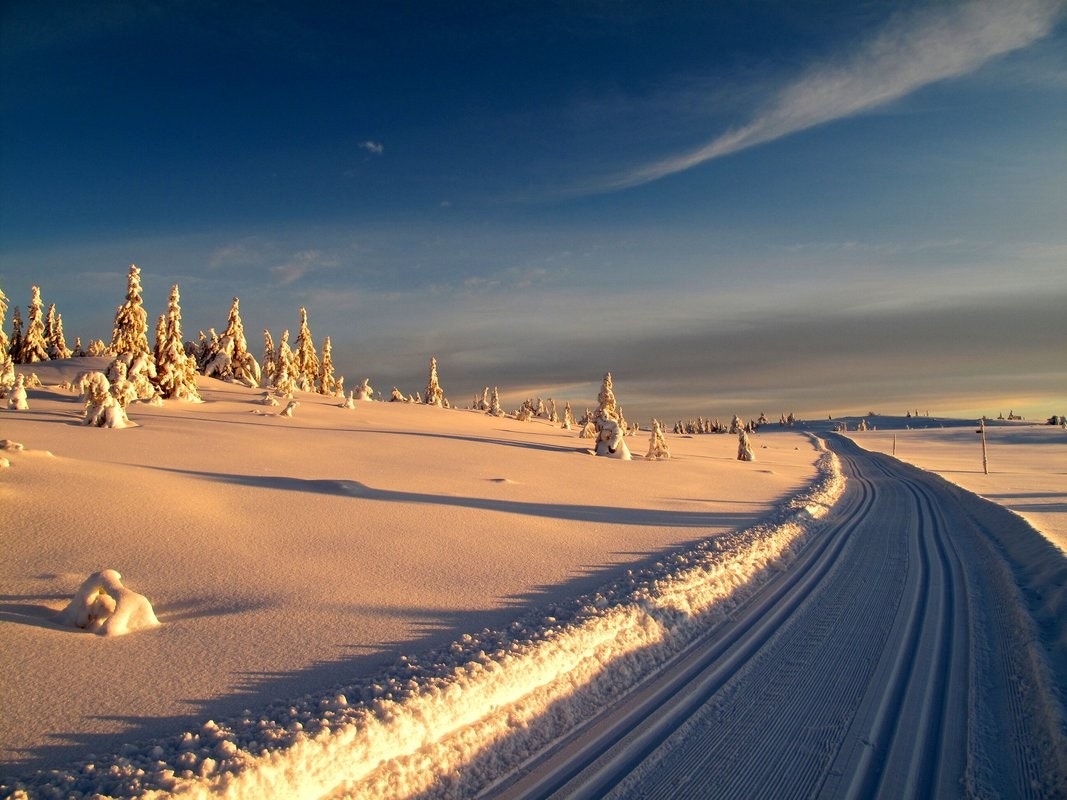 Idylliske Svanstul Galleribilde