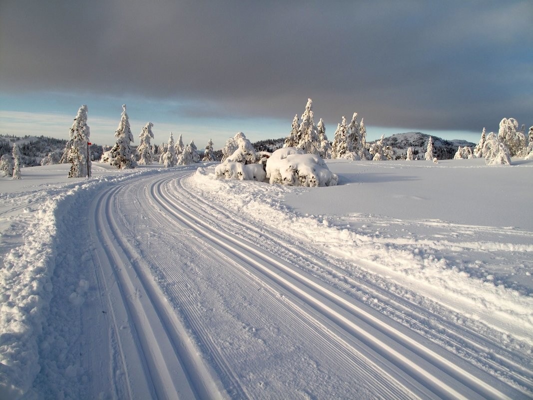 Idylliske Svanstul Galleribilde