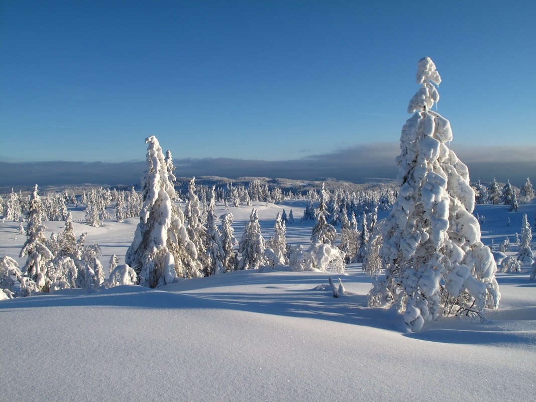 Idylliske Svanstul Galleribilde