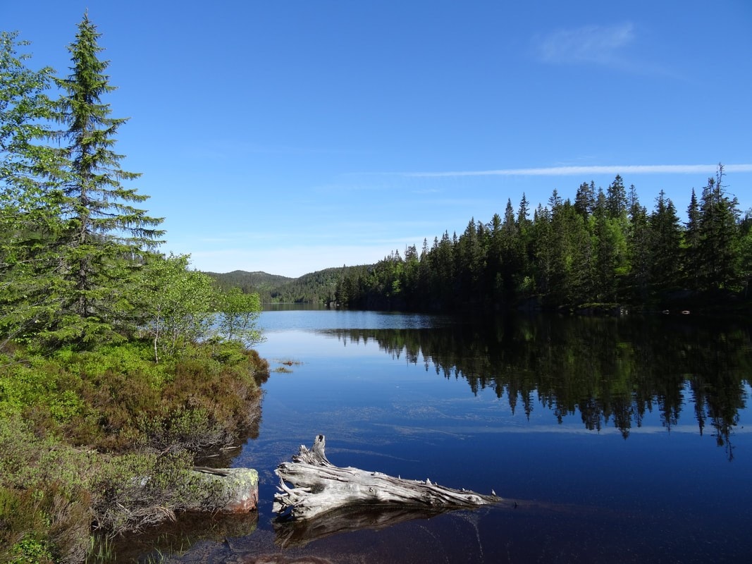 Idylliske Svanstul Galleribilde