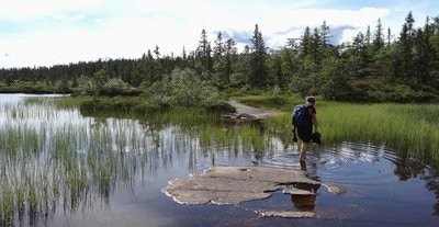 Idylliske Svanstul Galleribilde