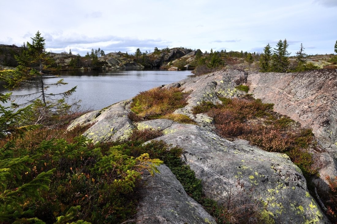 Idylliske Svanstul Galleribilde
