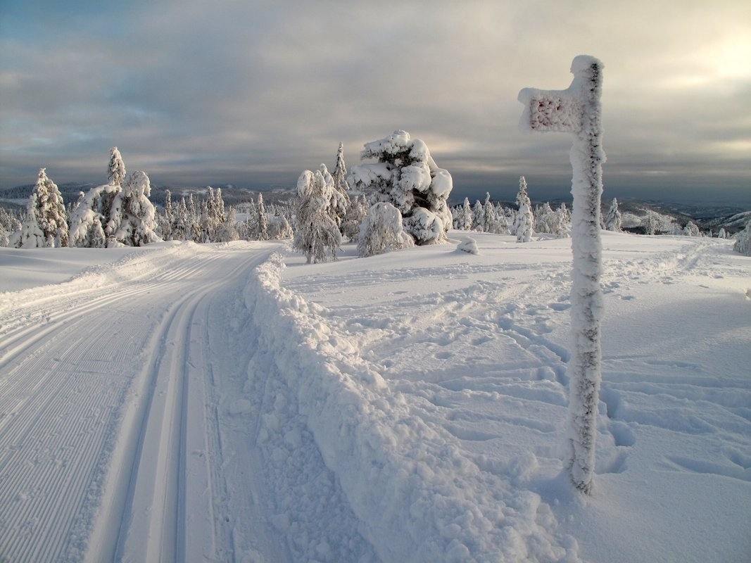 Idylliske Svanstul Galleribilde