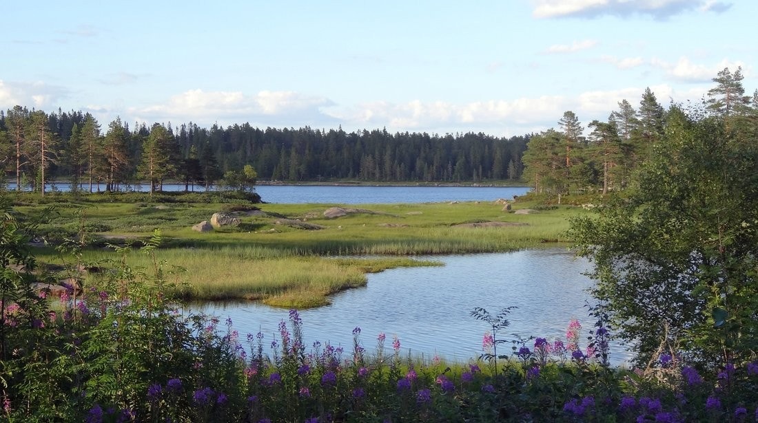 Idylliske Svanstul Galleribilde