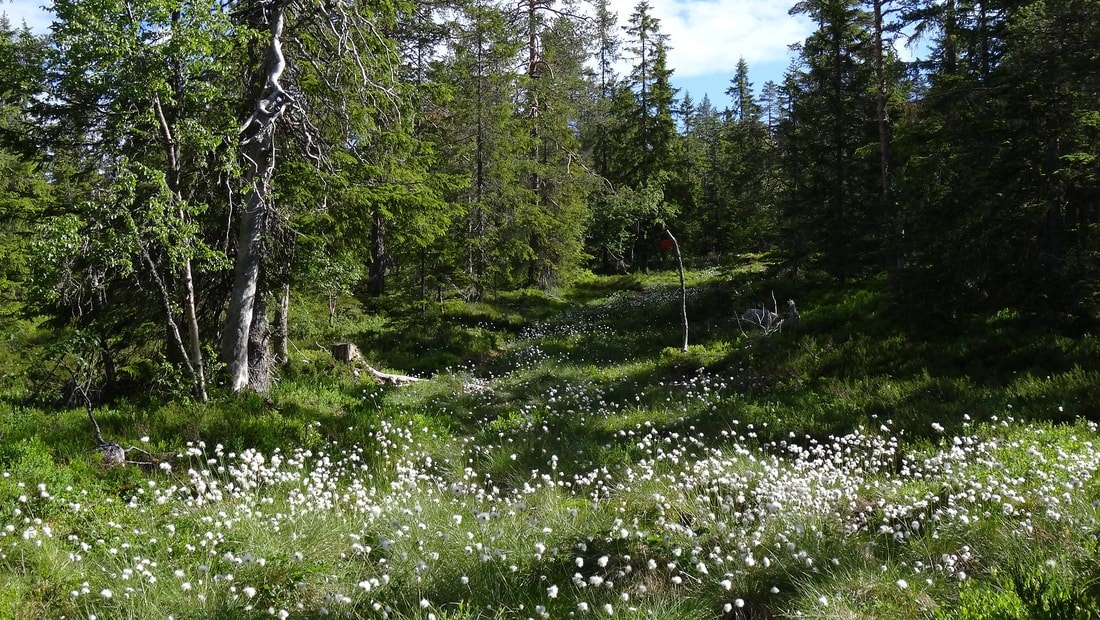 Idylliske Svanstul Galleribilde