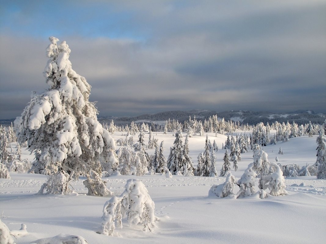 Idylliske Svanstul Galleribilde