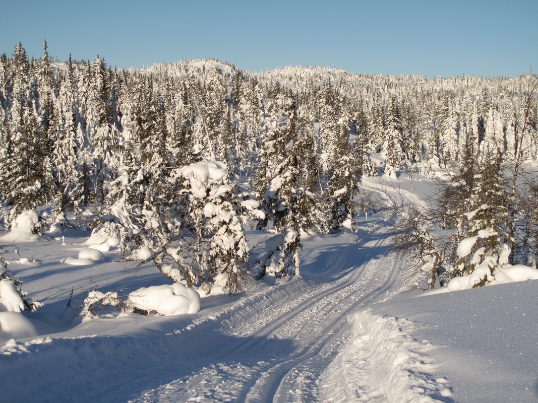 Idylliske Svanstul Galleribilde