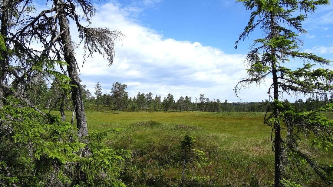 Idylliske Svanstul Galleribilde