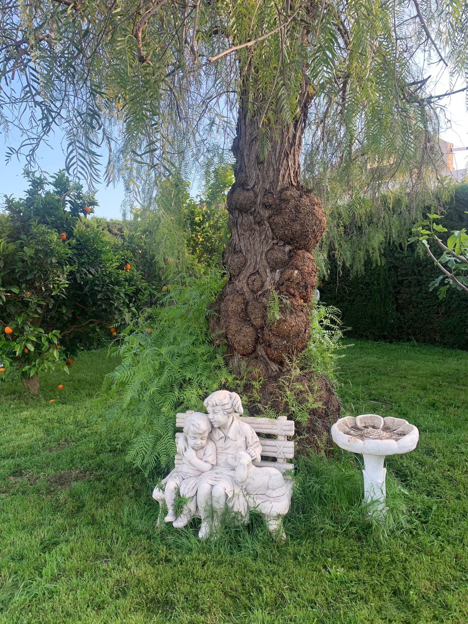 Peppertre Galleribilde