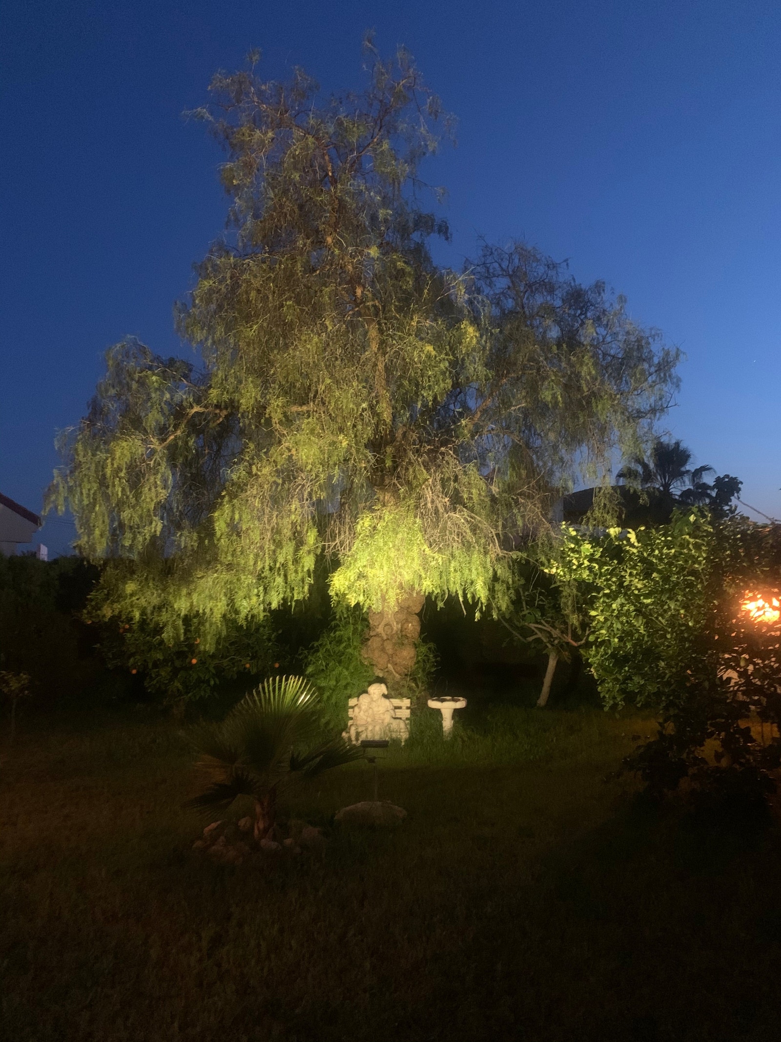 Peplertreet Galleribilde