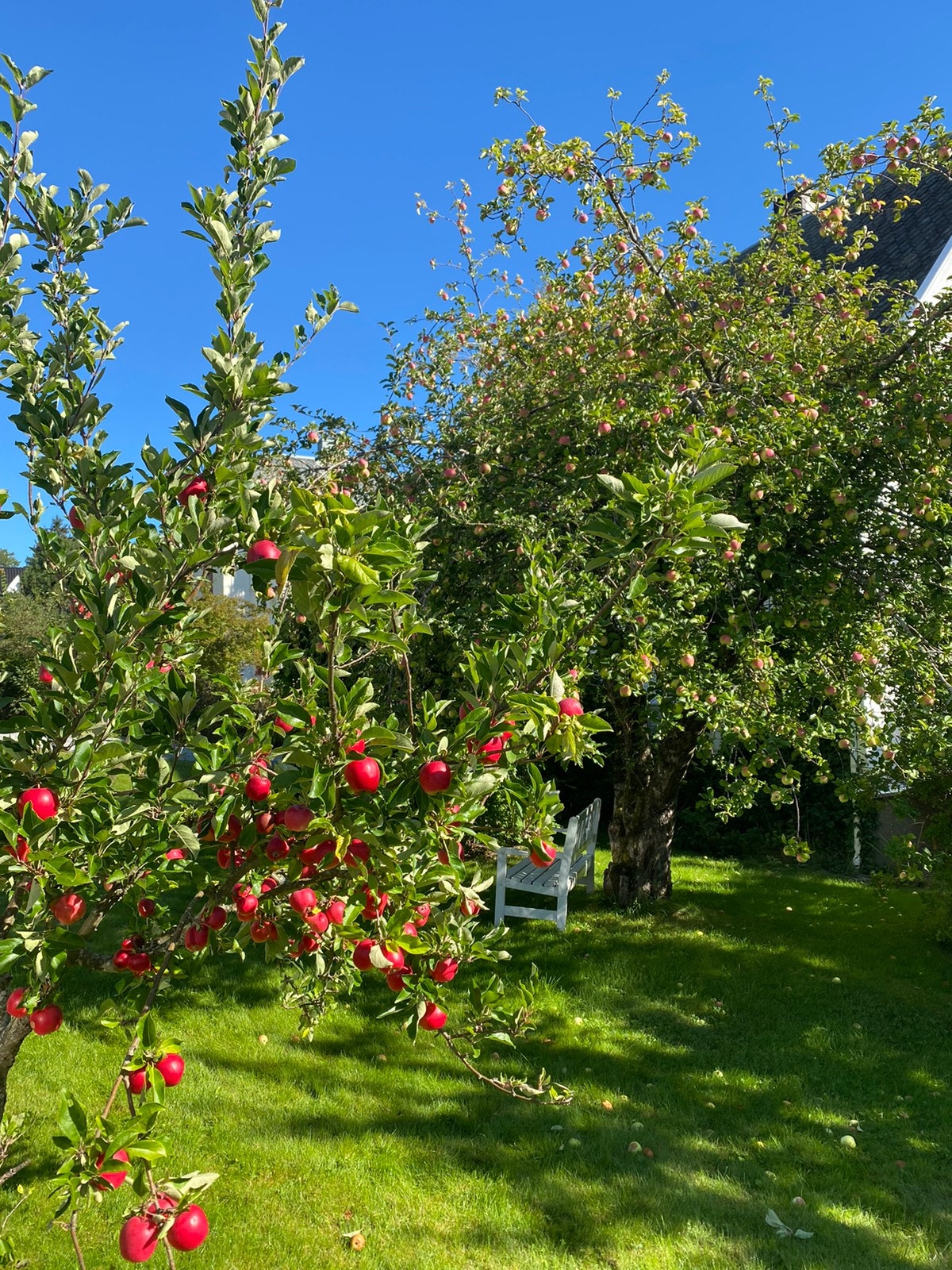 Epletrær Galleribilde