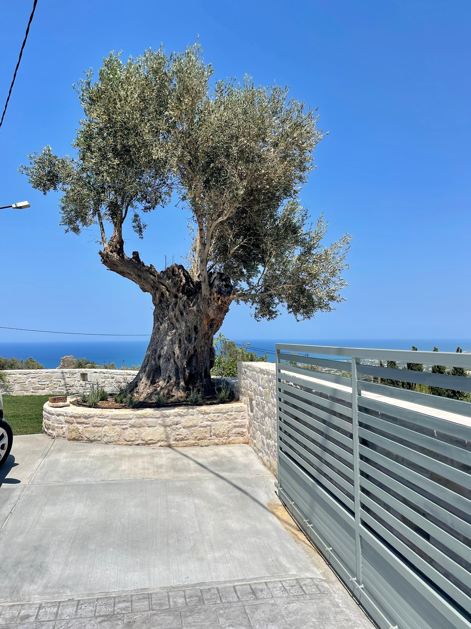 Oliventreet er ca 400-500 år gammelt Galleribilde