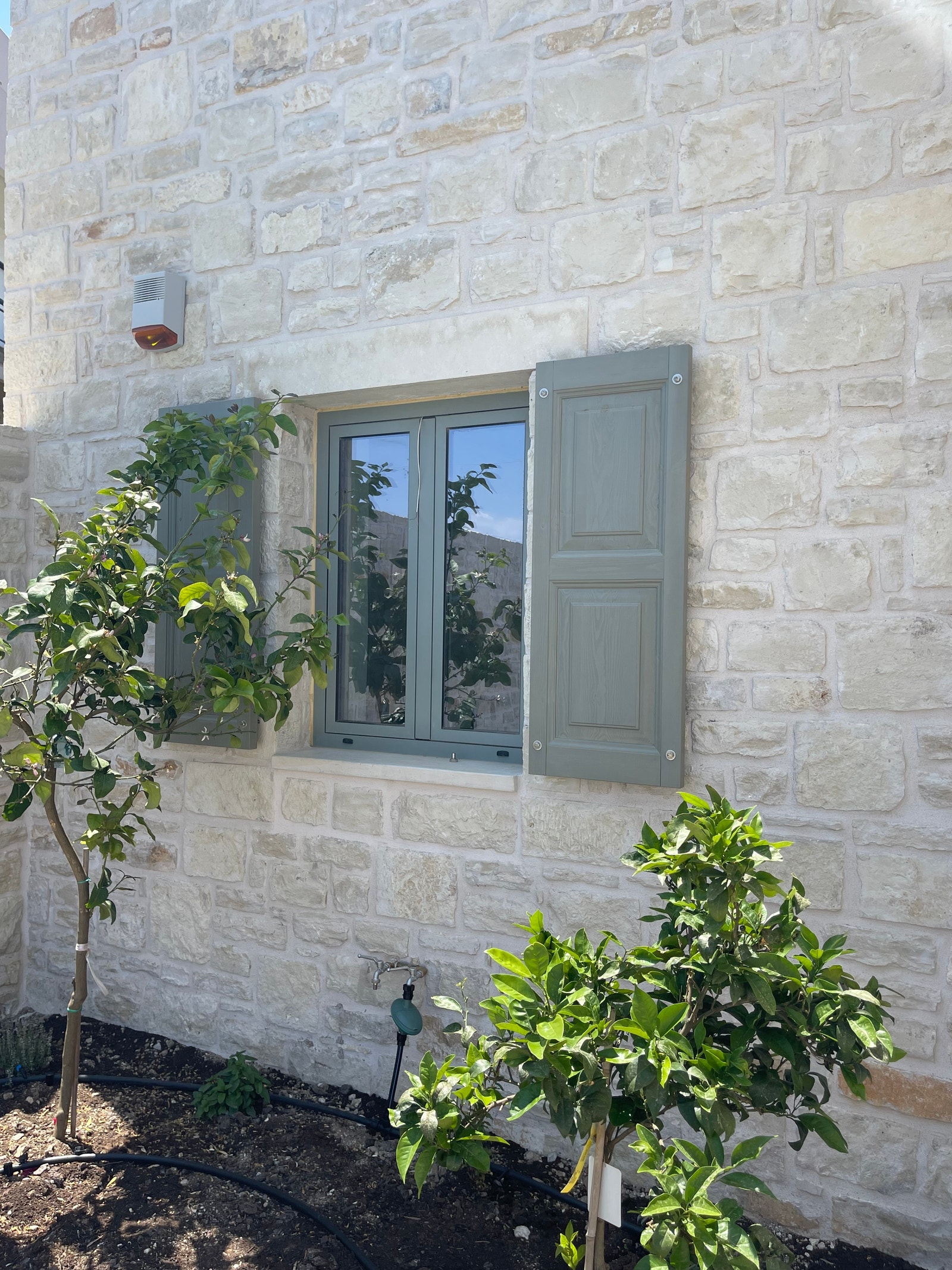 Sitrontre og appelsintre er plantet ved inngangen Galleribilde