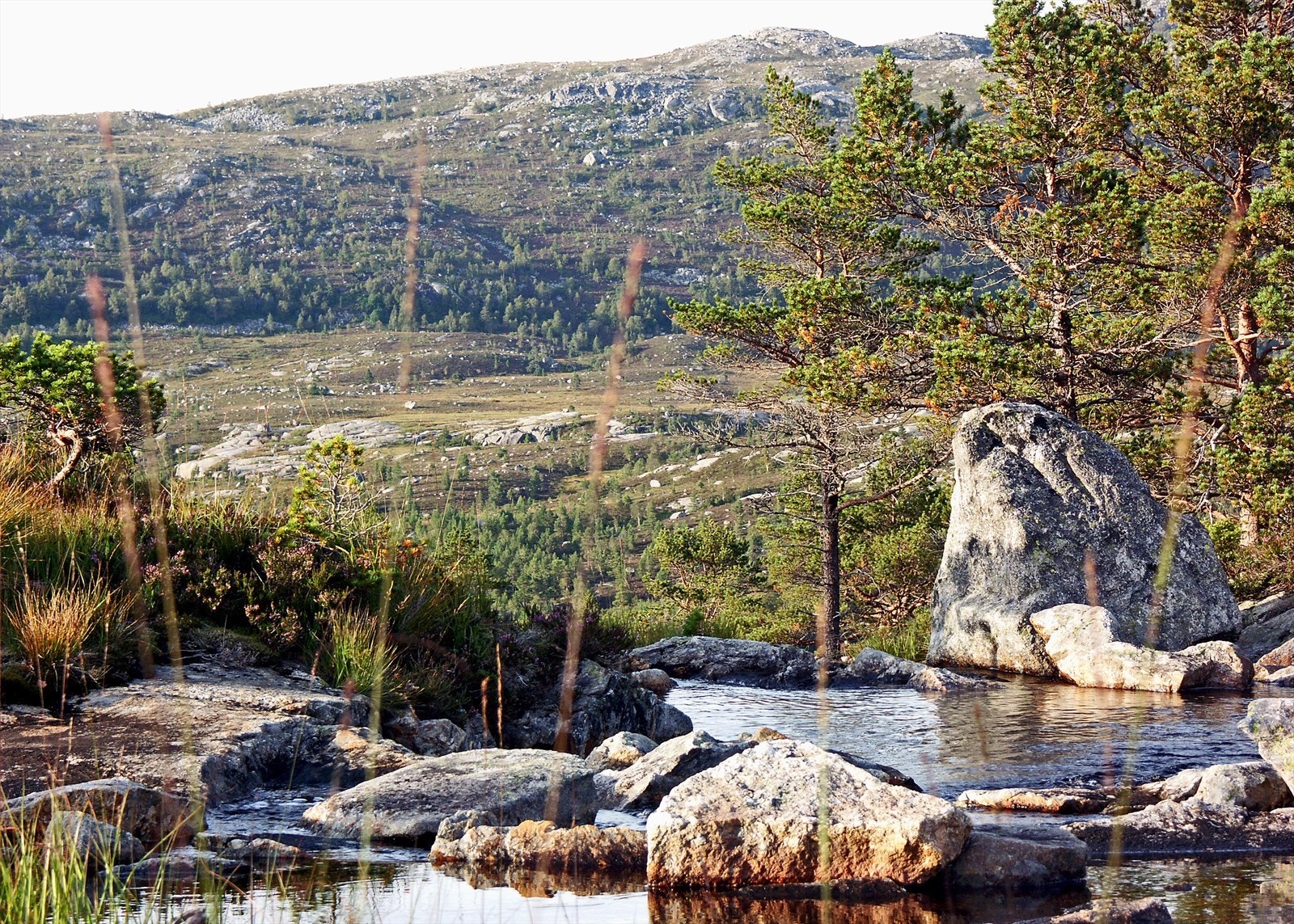Sommer i Lyngsheiene Galleribilde