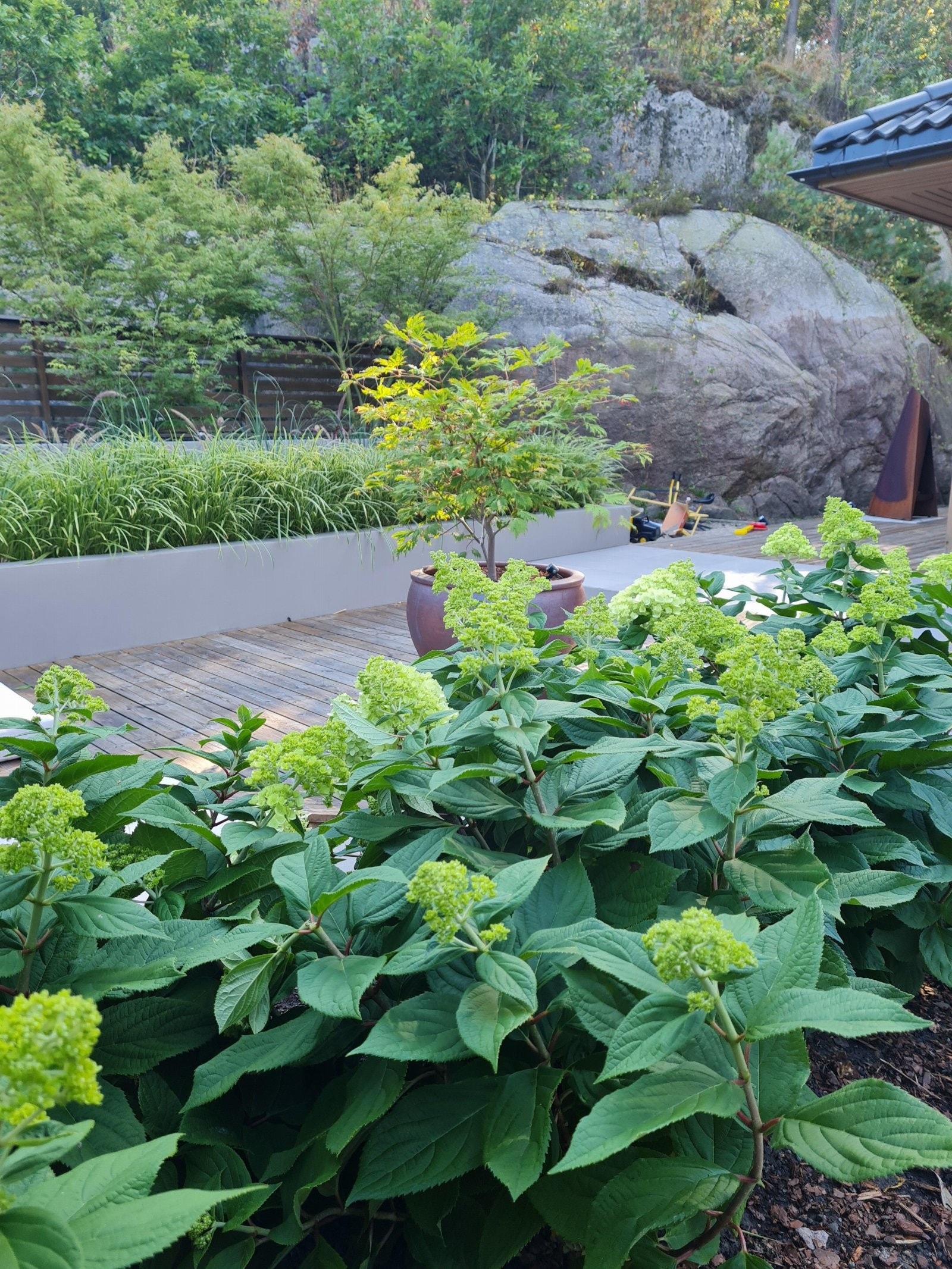 Uteområdene er pent beplantet med lettstelte planter Galleribilde