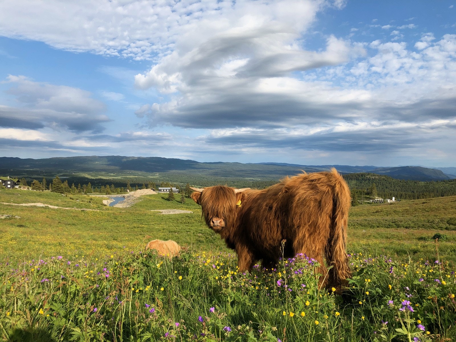 Bilde fra hyttefeltets nærområde. Galleribilde