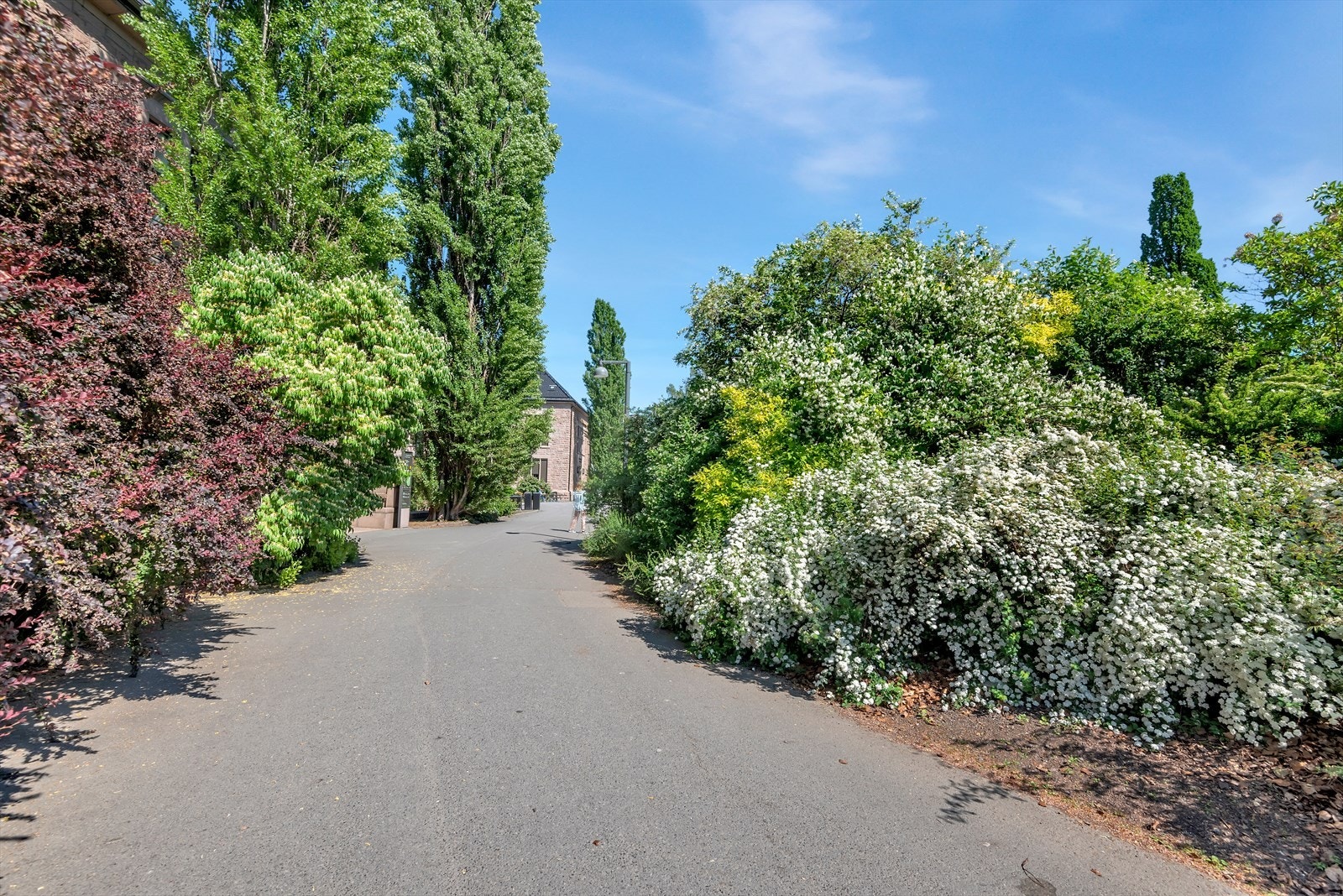 Botanisk Hage anbefales å besøke i mai når blomstene begynner å blomstre. Galleribilde