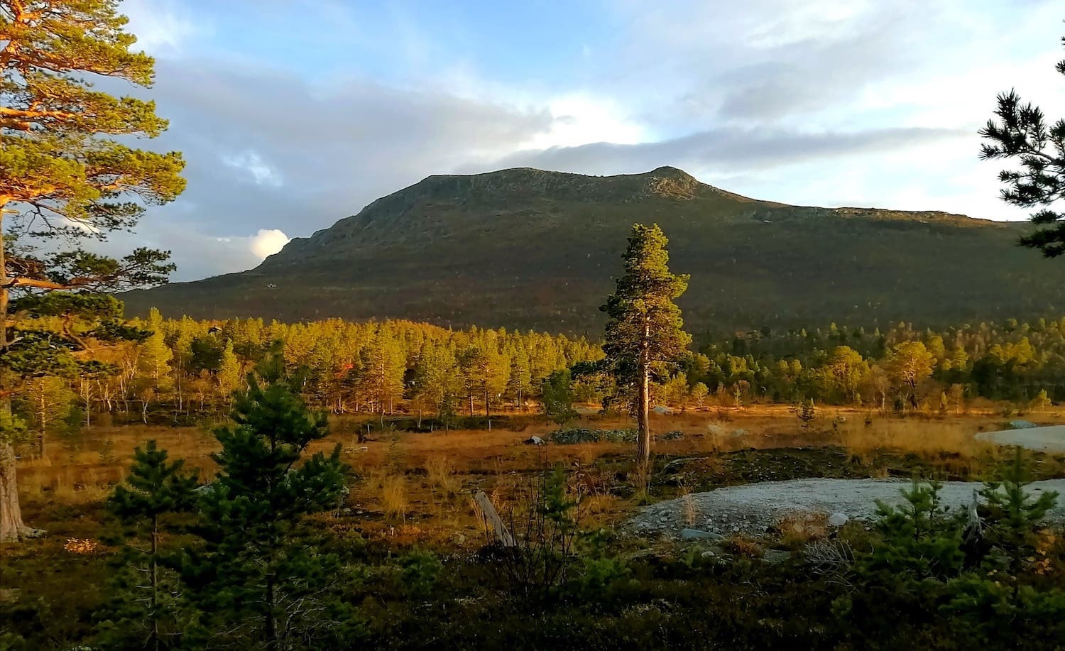 Leverkinna.jpg Galleribilde