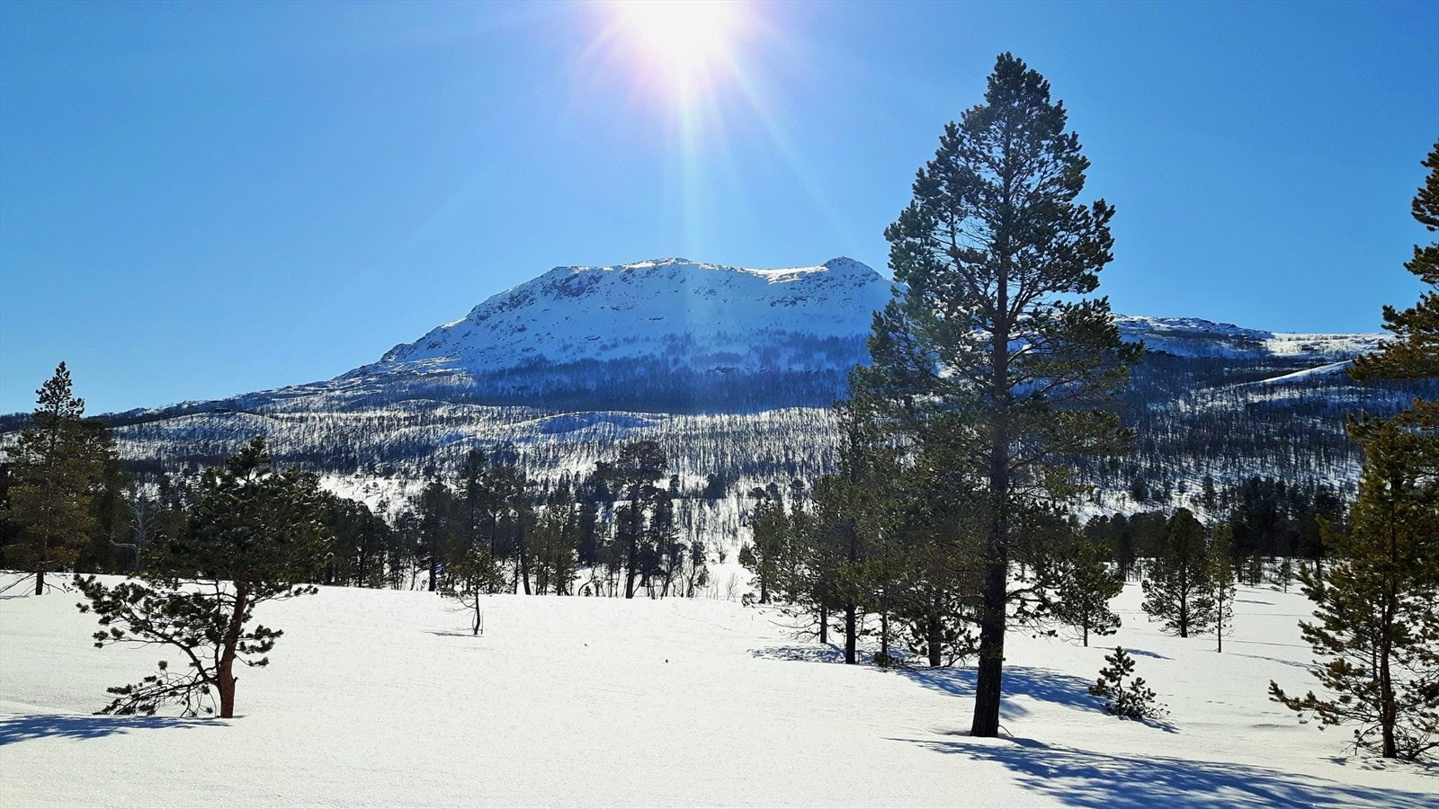 Leverkinna vinter.jpg Galleribilde