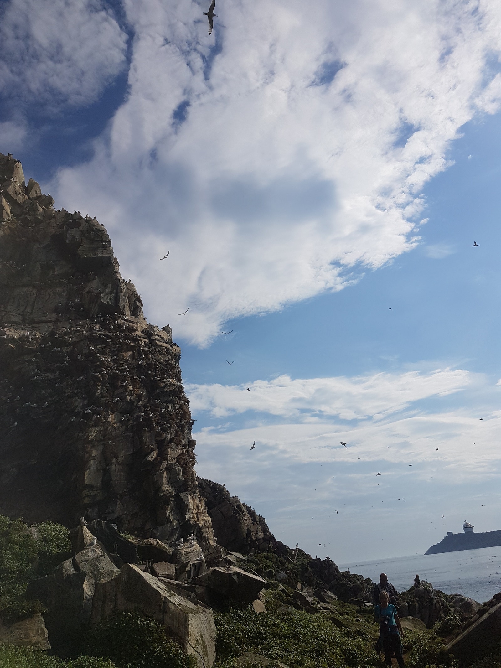 Hornøya ved Vardø, med et yrende fugleliv. Galleribilde