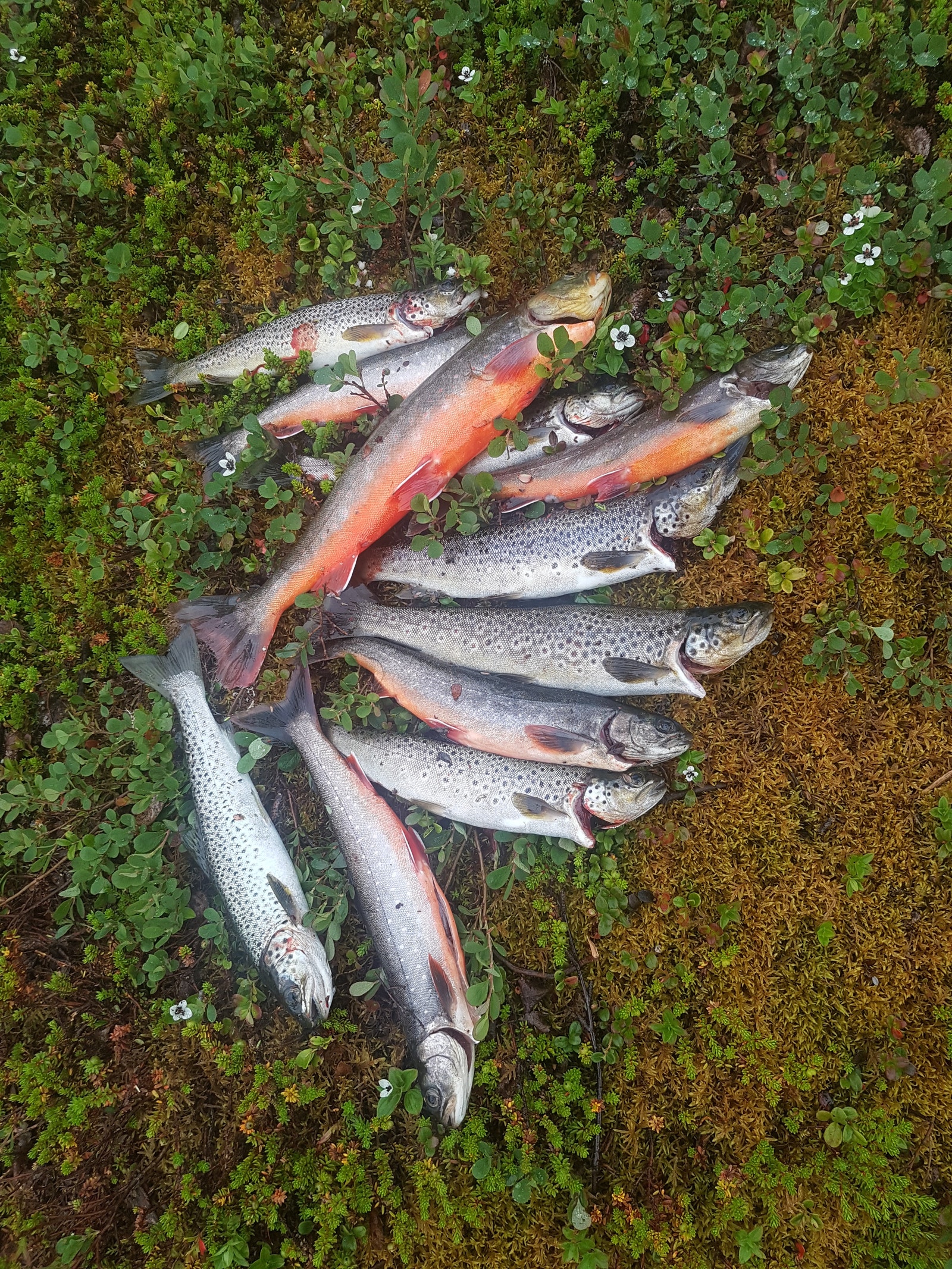 Gode fiskemuligheter. Galleribilde