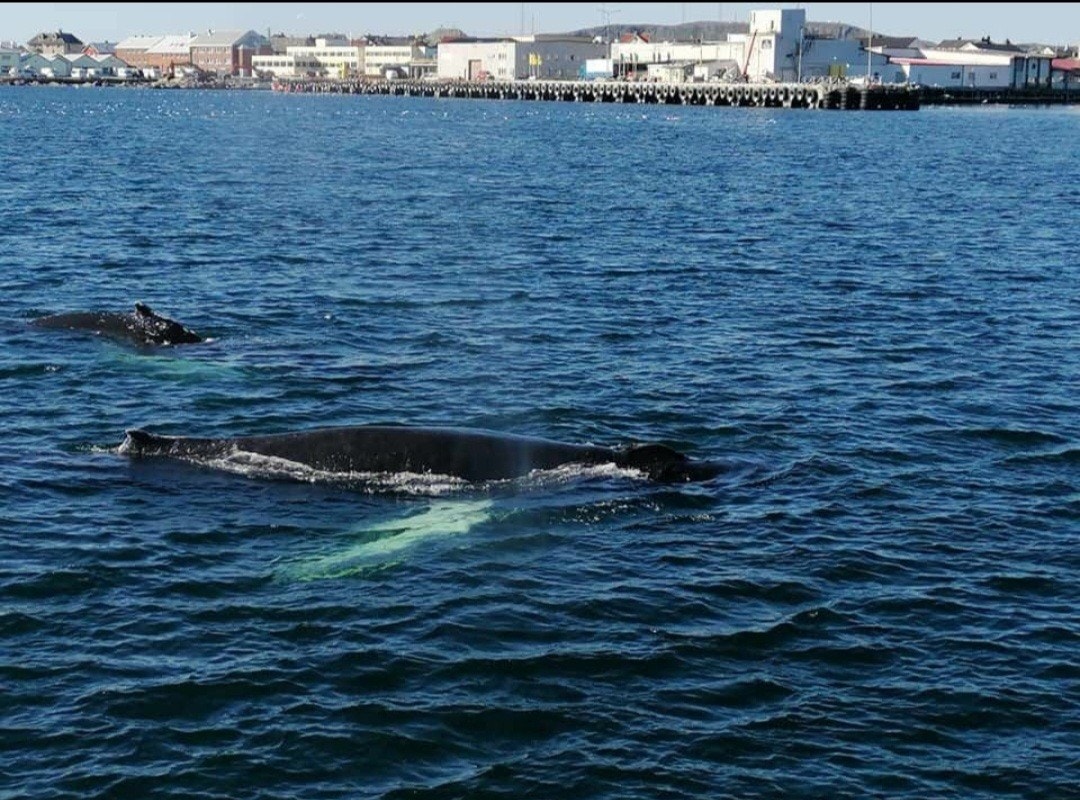Knølhval i Vardø havn. Galleribilde