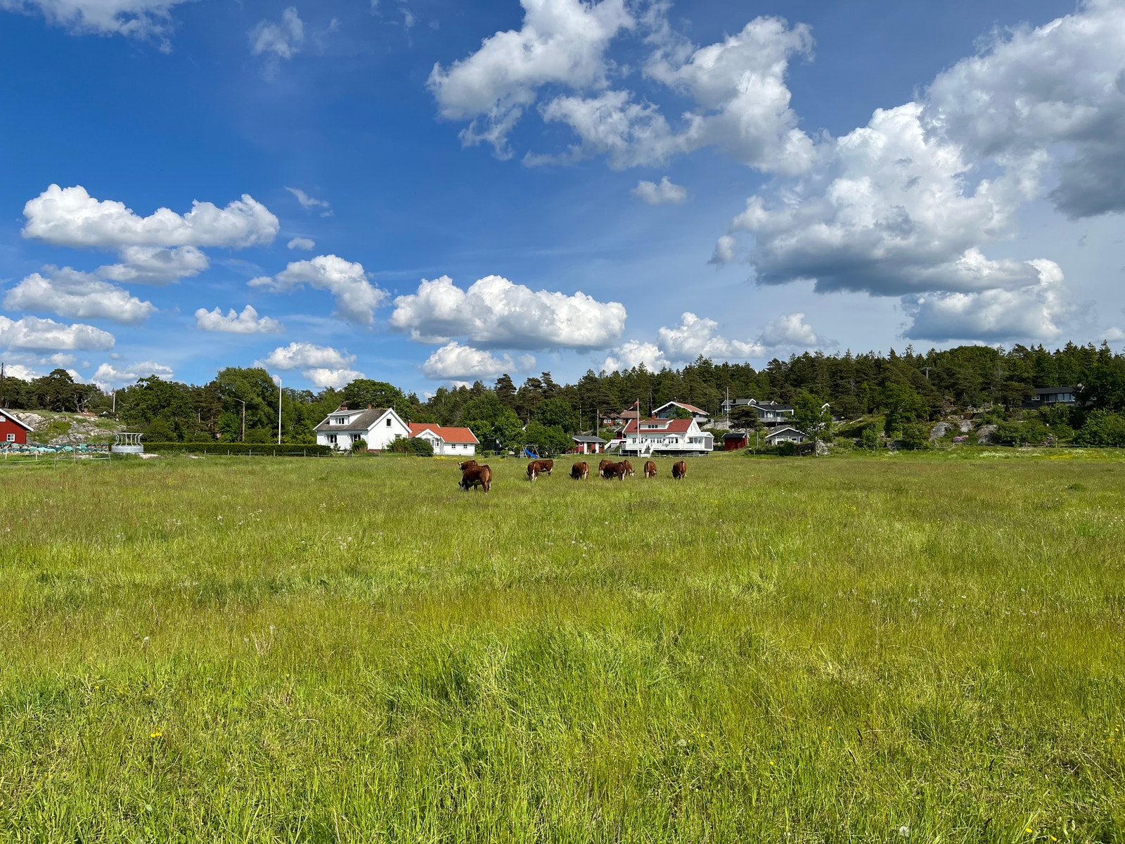 Kyr ved Løkkeberg Galleribilde