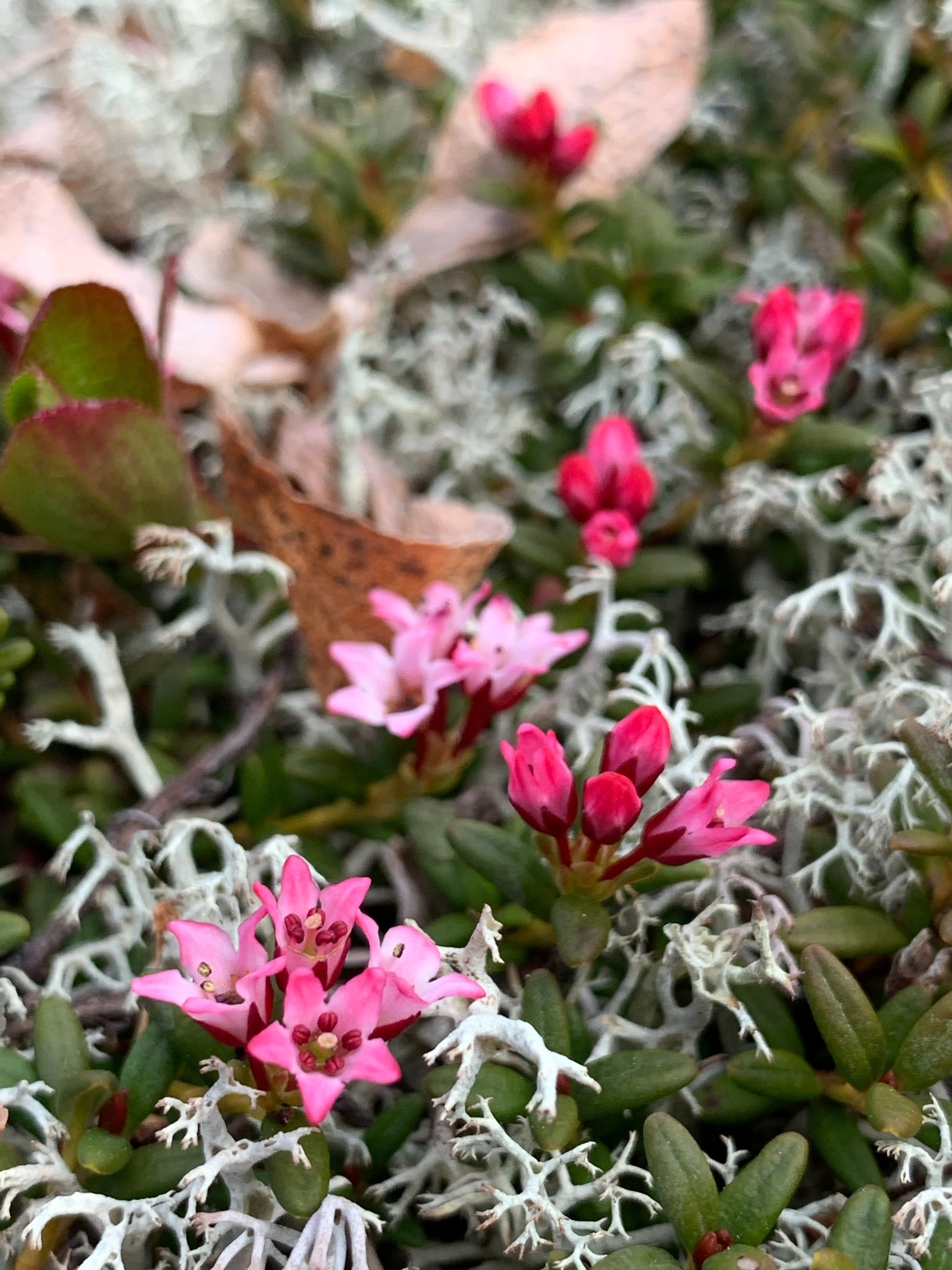 Greplyngen blømer på fjella Galleribilde