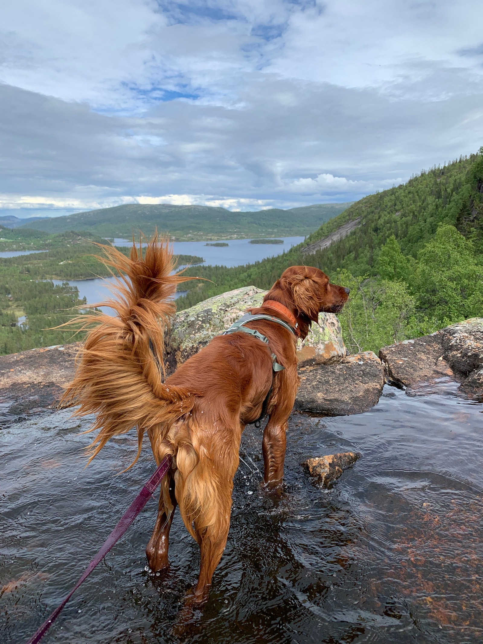 Frå Kvipteskar Galleribilde
