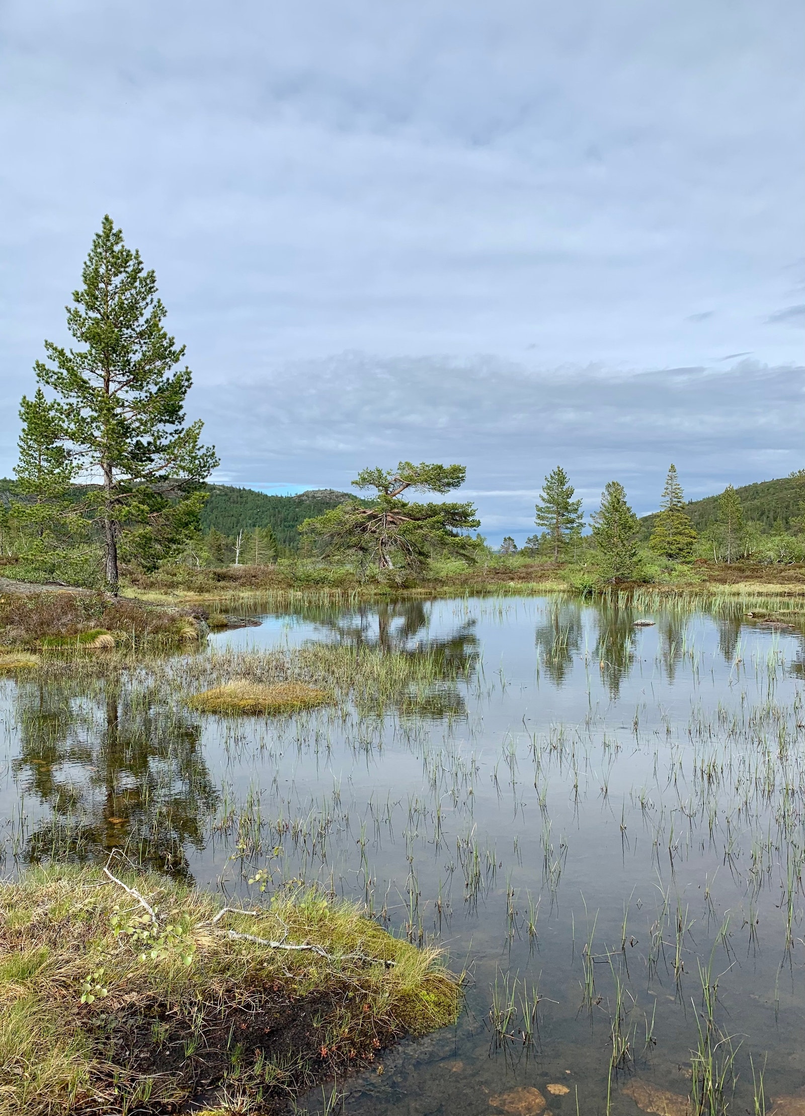 Fint og roleg i heia Galleribilde