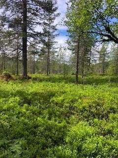 Fjell å bygge på Galleribilde