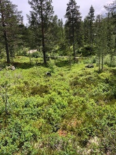 Lett skrånende tomt Galleribilde