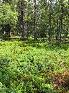 Noe skog Galleribilde