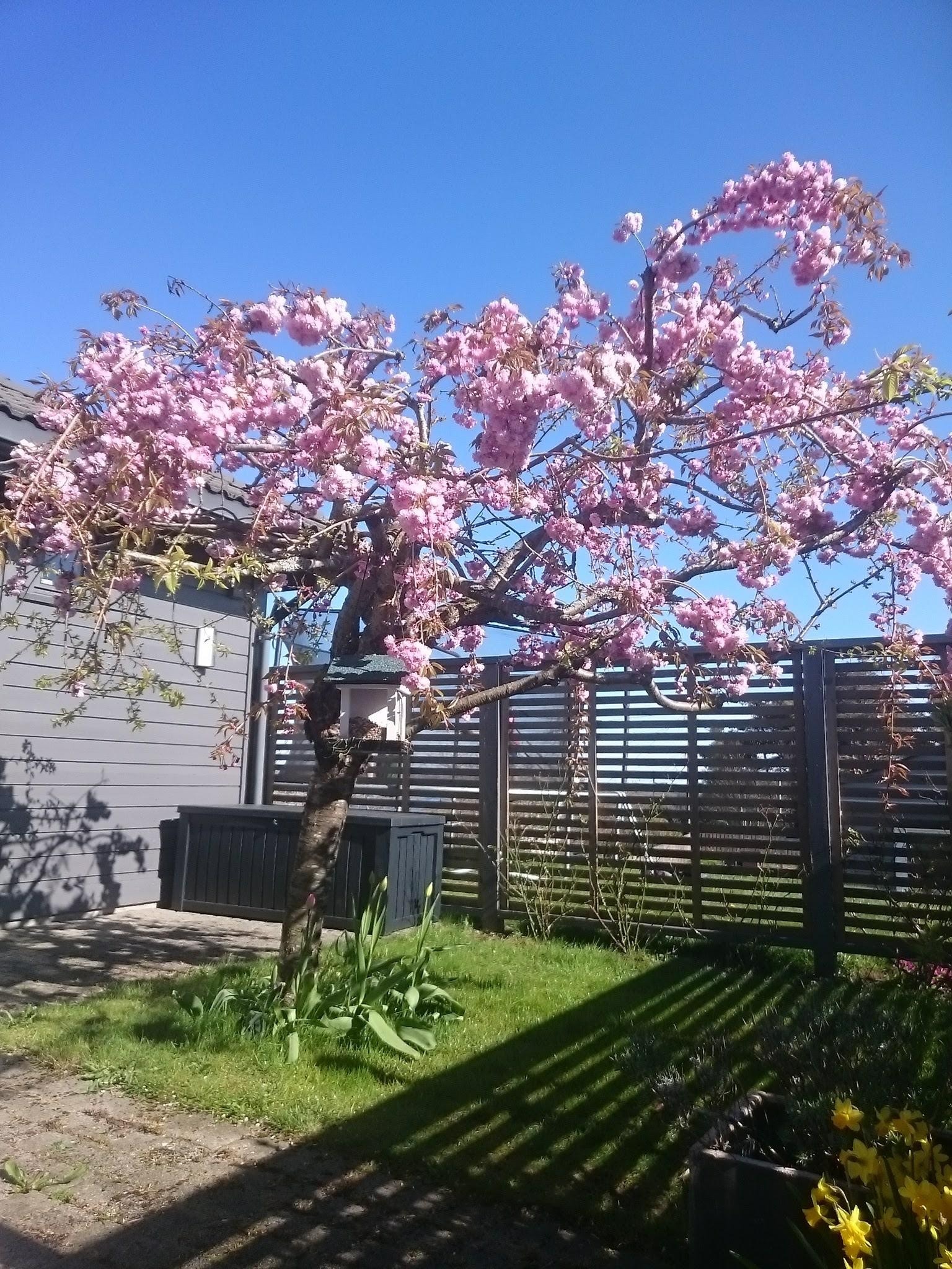 Treet er et skue der det står i full blomst. Galleribilde