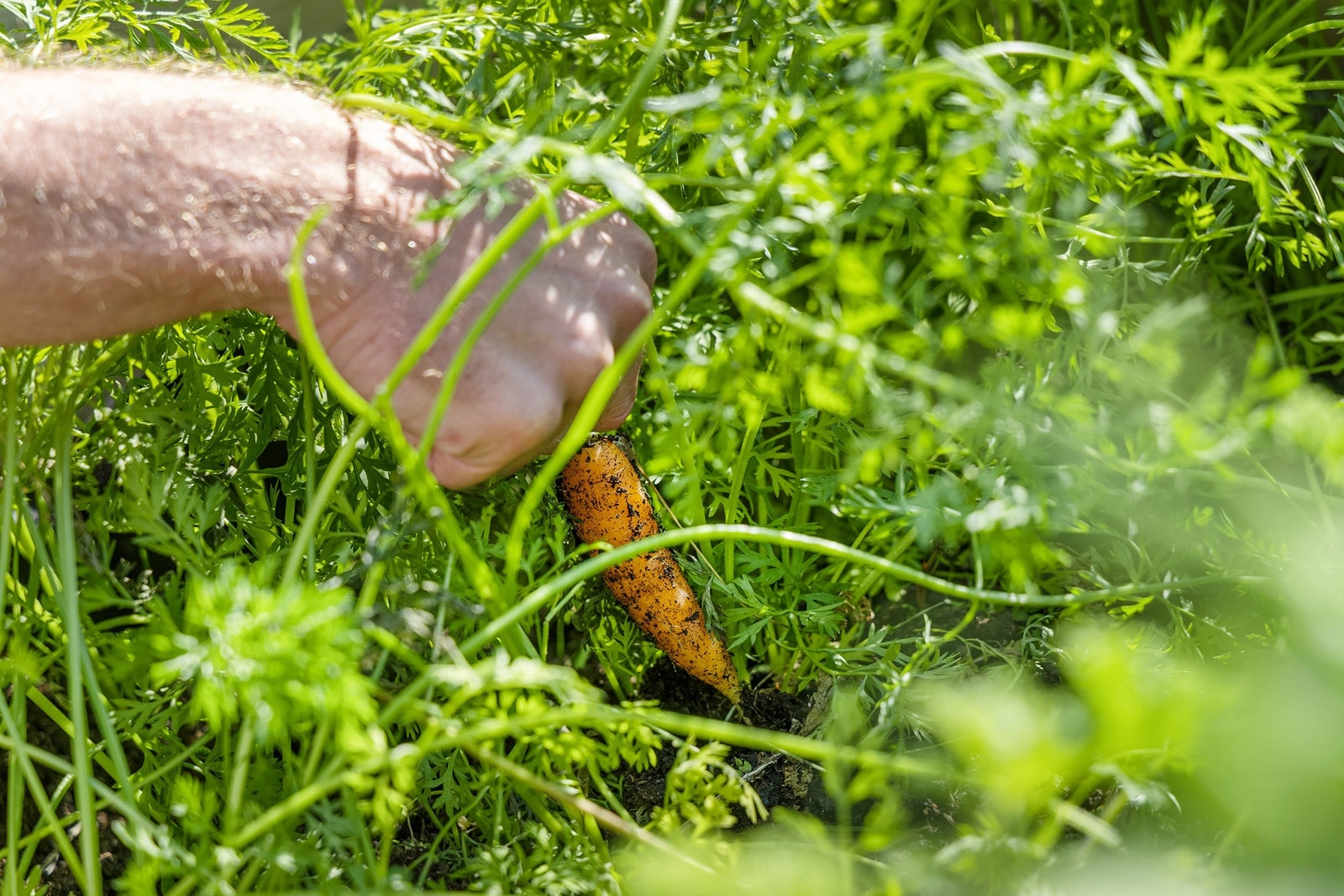 Hva med egendyrkede gulrøtter til middag? Galleribilde