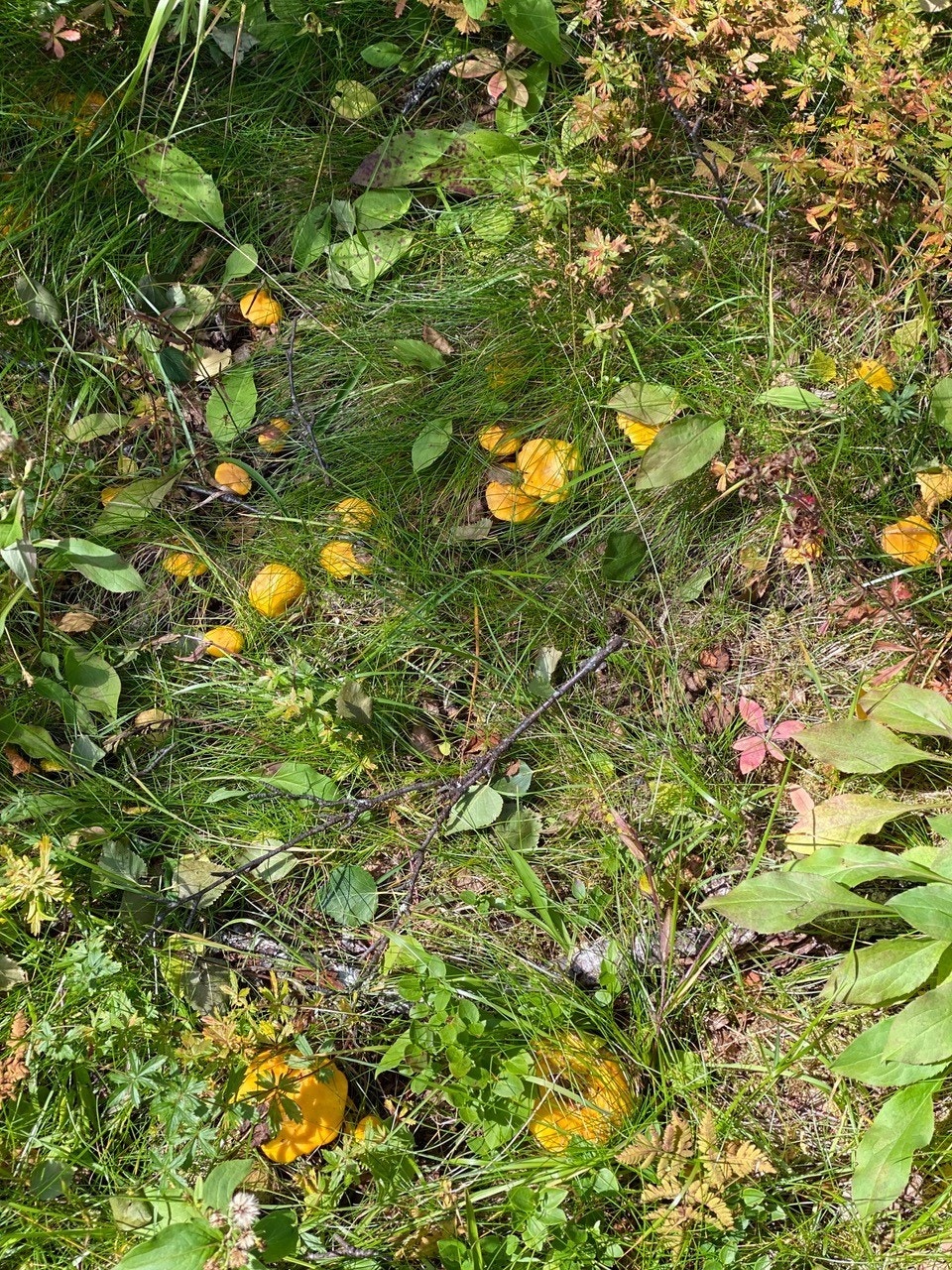 Fint sopp-terreng. Bilde tatt av selger Galleribilde