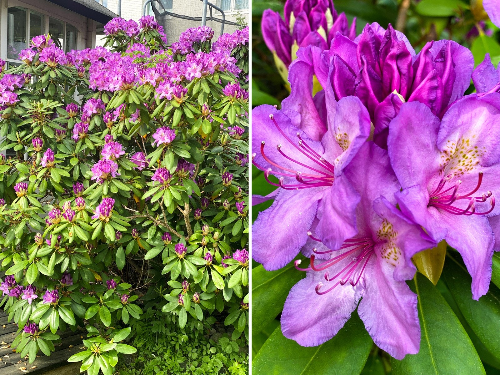 Hagen er pent opparbeidet med bl.a rhododendron. Galleribilde