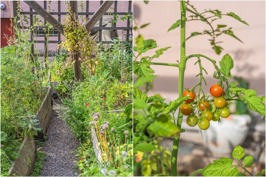 Henvendelse sendes til styret dersom man ønsker plass i parsellhagen. Galleribilde