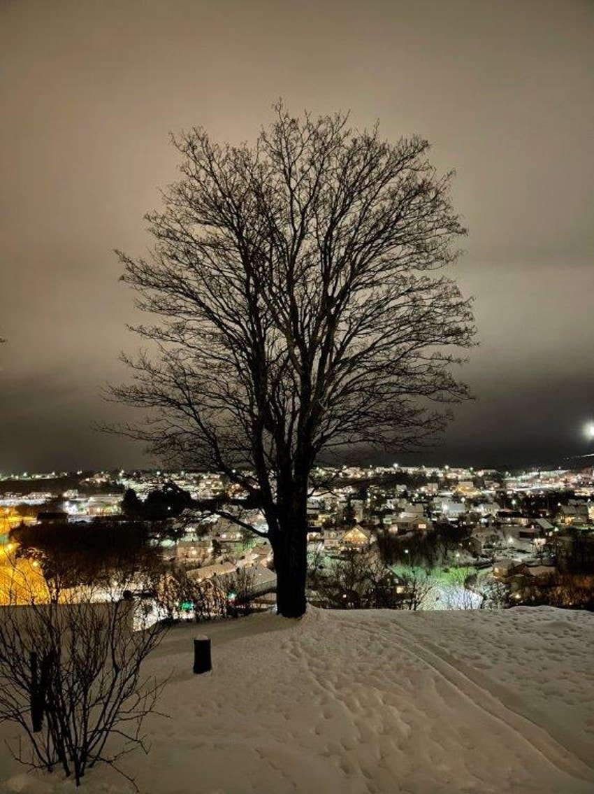 Selgers private bilde. Den store bøka i hagen med lysene fra Sandnes i bakgrunnen. Galleribilde