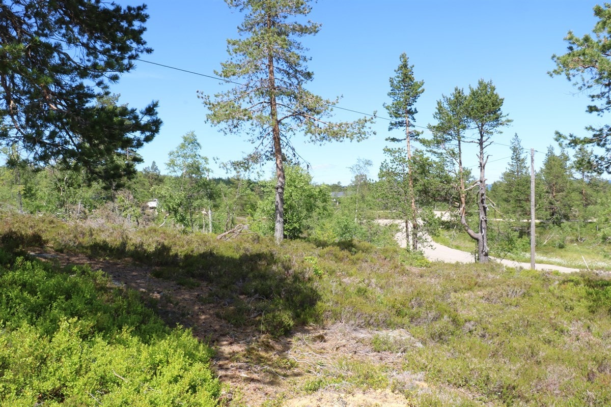 Tomteområde Galleribilde