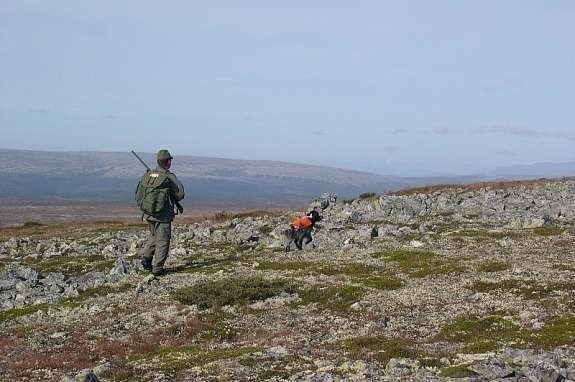 Rypejakt Galleribilde