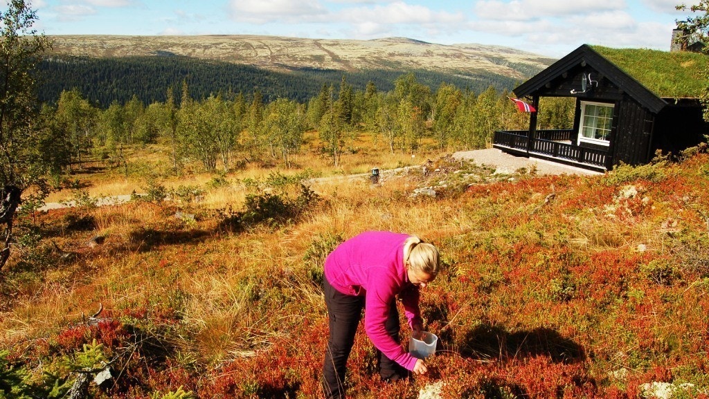 Fra Solheim Hyttegrend! Galleribilde