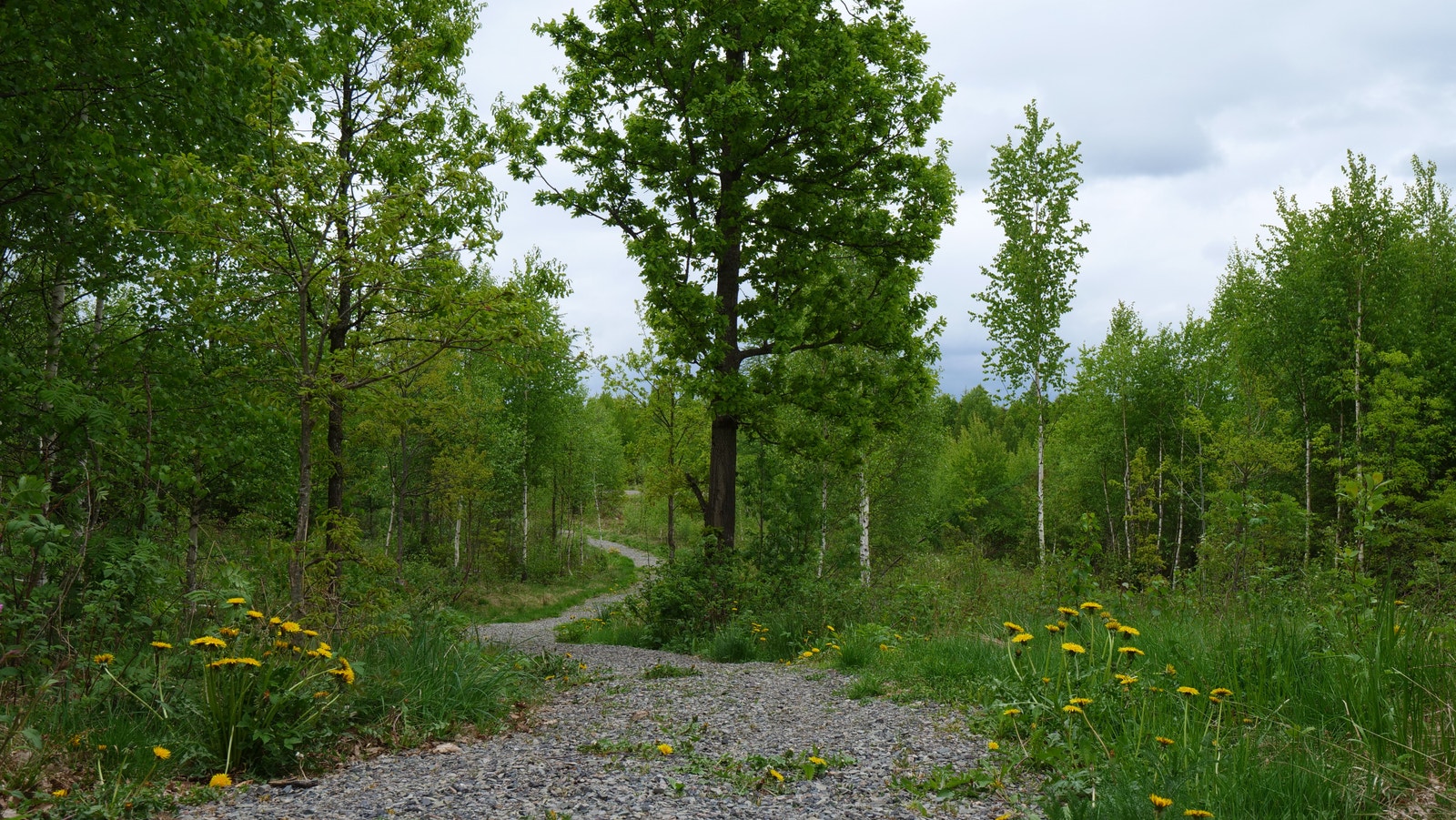 Områdebilde Galleribilde