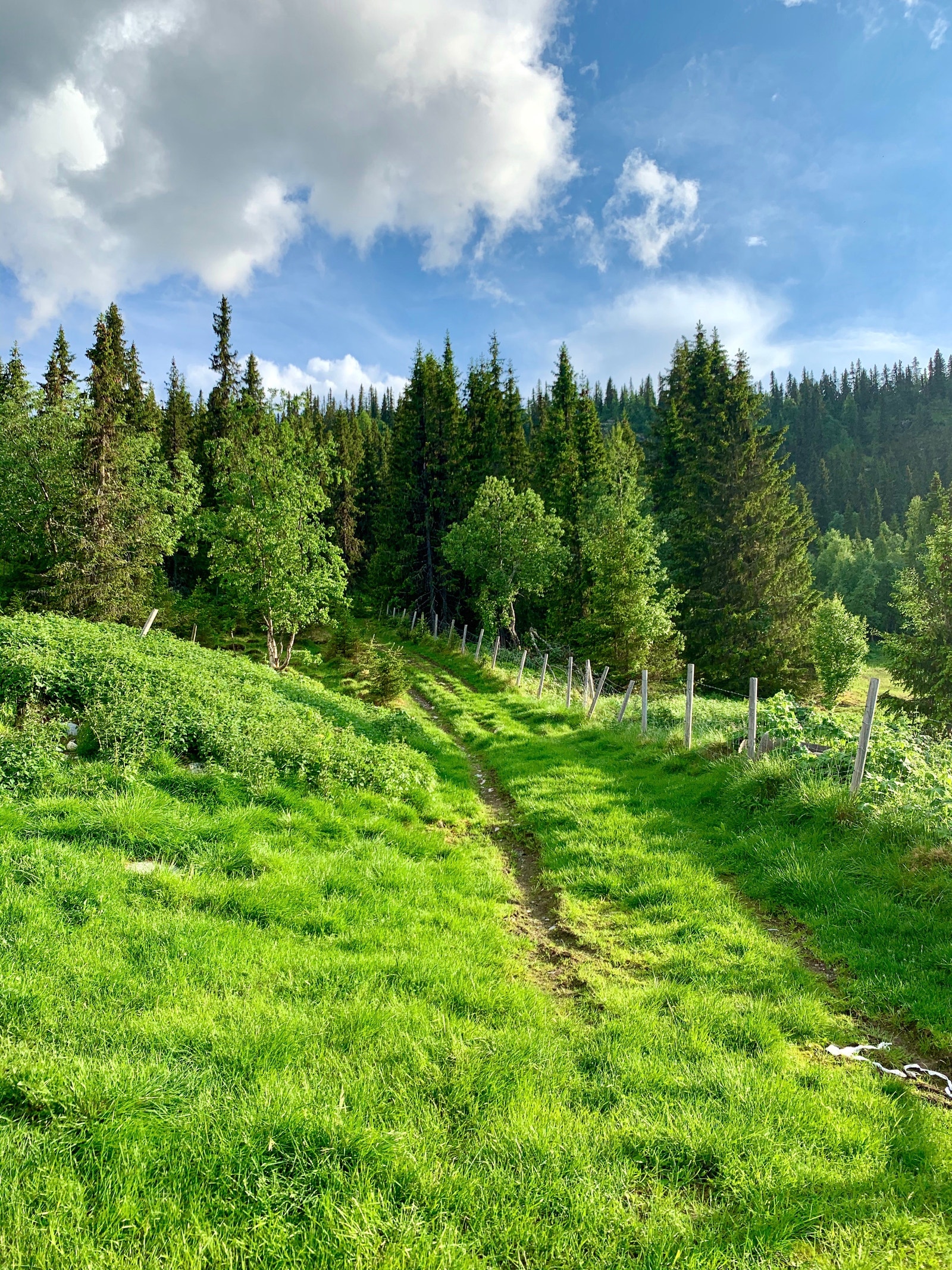 Gresset er helt klart grønnere her Galleribilde