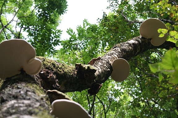 Flotte natur opplevelser Galleribilde